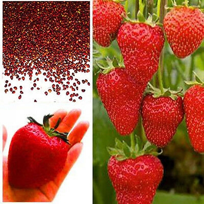 Picture of Global All Season Red Strawberry Seeds - 30 Pcs Seeds