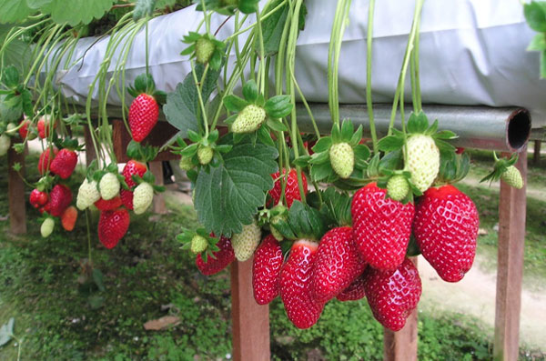 Picture of Global All Season Red Strawberry Seeds - 30 Pcs Seeds