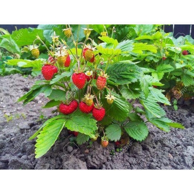 Picture of Global All Season Red Strawberry Seeds - 30 Pcs Seeds