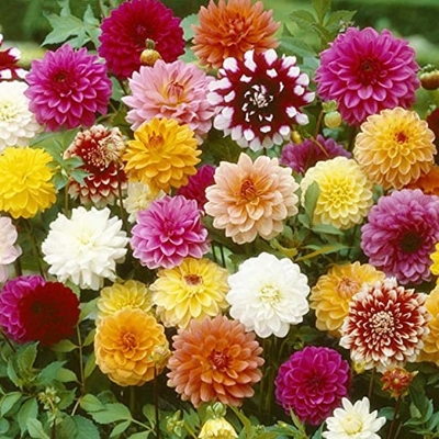 Picture of 10Pcs All Season Raer Dahlia Flower Seeds -10Pcs SeedS