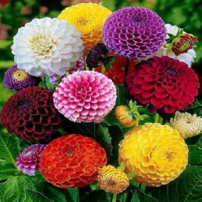 Picture of 10Pcs All Season Raer Dahlia Flower Seeds -10Pcs SeedS