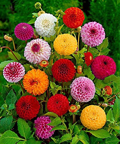 Picture of 10Pcs All Season Raer Dahlia Flower Seeds -10Pcs SeedS