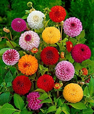 Picture of 10Pcs All Season Raer Dahlia Flower Seeds -10Pcs SeedS