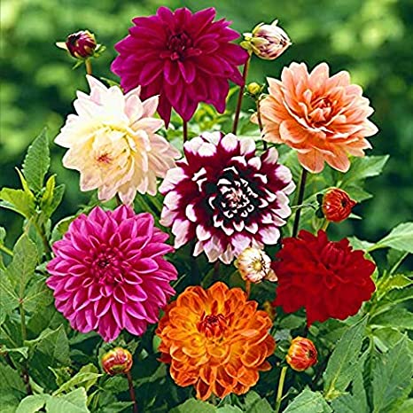 Picture of 10Pcs All Season Raer Dahlia Flower Seeds -10Pcs SeedS