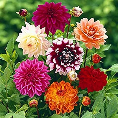 Picture of 10Pcs All Season Raer Dahlia Flower Seeds -10Pcs SeedS
