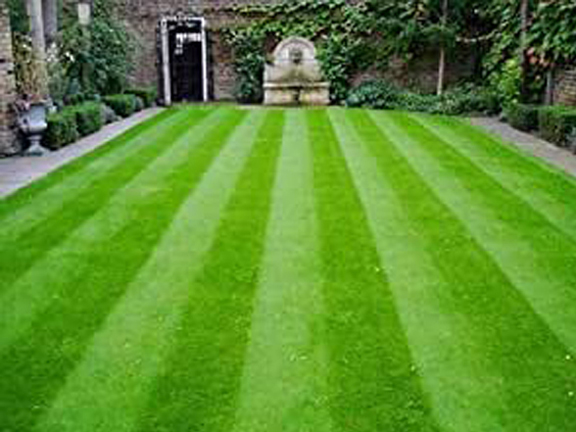 Picture of 250 Pcs Sports Field Grass Seeds  - 250 PcS SeedS (Global Seeds)