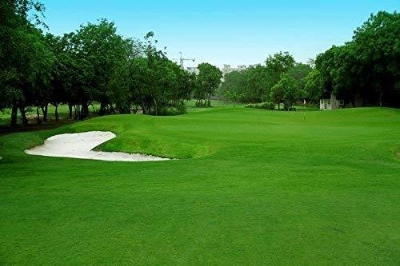 Picture of 250 Pcs Sports Field Grass Seeds  - 250 PcS SeedS (Global Seeds)