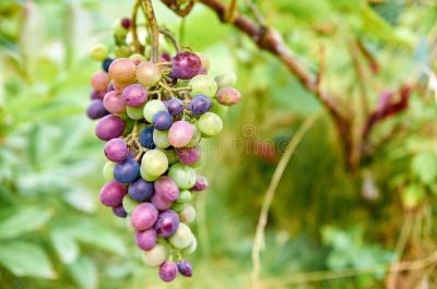 Picture of Multi Colour Grape Seeds -20 Pcs SeedS