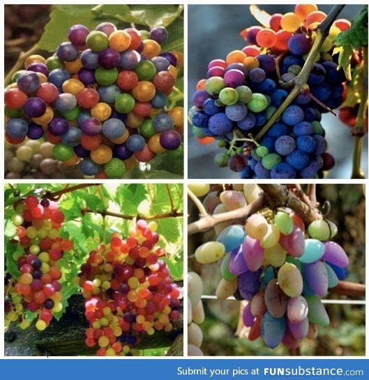 Picture of Multi Colour Grape Seeds -20 Pcs SeedS