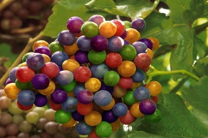 Picture of Multi Colour Grape Seeds -20 Pcs SeedS