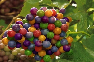 Picture of Multi Colour Grape Seeds -20 Pcs SeedS