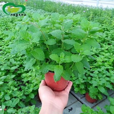 Picture of Perfume Mint Seeds- 100pcS Intec PackeT
