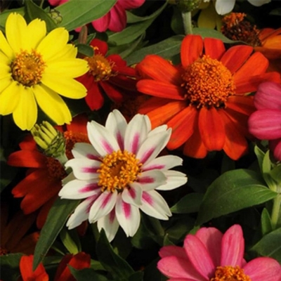 Picture of All Season Zinnia Flower Seeds  - 15 Pcs SeedS