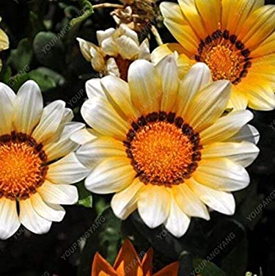 Picture of All Season Zinnia Flower Seeds  - 15 Pcs SeedS