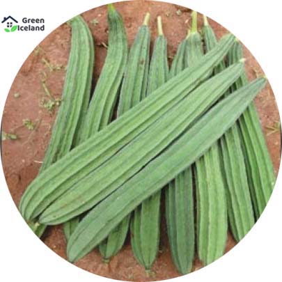 Picture of All Season Jhinga / Shrimp Seeds - 10 Pcs SeedS(INTACT PACKET)