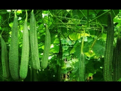 Picture of All Season Jhinga / Shrimp Seeds - 10 Pcs SeedS(INTACT PACKET)