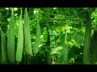 Picture of All Season Jhinga / Shrimp Seeds - 10 Pcs SeedS(INTACT PACKET)