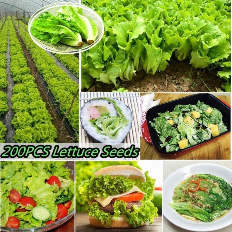 Picture of Lettuce Seeds Salad Vegetables Four Seasons Fast-Growing Vegetable Seeds 200 grain SeedS( Intec Packet)
