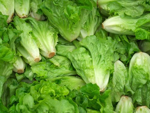 Picture of Lettuce Seeds Salad Vegetables Four Seasons Fast-Growing Vegetable Seeds 200 grain SeedS( Intec Packet)