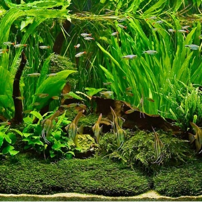 Picture of Global Aquarium Green Grass Plants Seeds - 300 Pcs SeedS