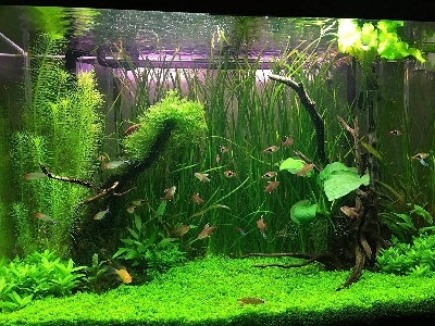 Picture of Global Aquarium Green Grass Plants Seeds - 300 Pcs SeedS