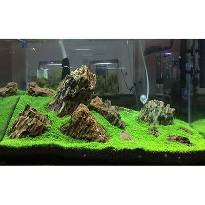 Picture of Global Aquarium Green Grass Plants Seeds - 300 Pcs SeedS