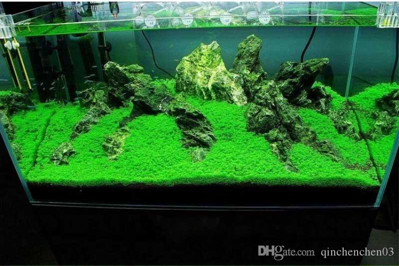 Picture of Global Aquarium Green Grass Plants Seeds - 300 Pcs SeedS