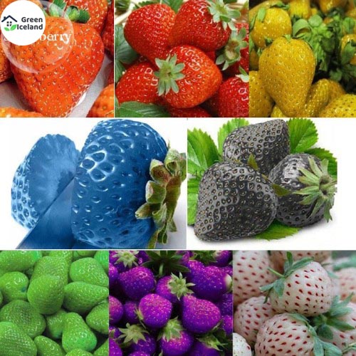 Picture of Organic Mix Strawberry SeedS - 30 Pcs SeedS