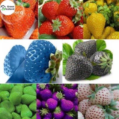 Picture of Organic Mix Strawberry SeedS - 30 Pcs SeedS
