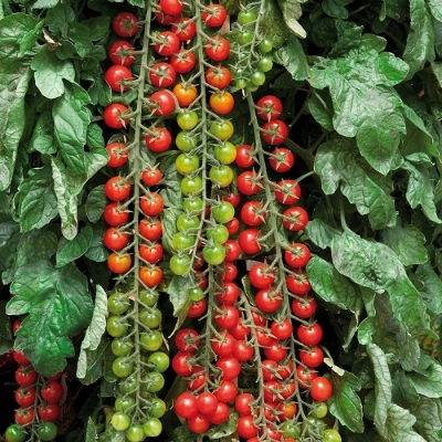 Picture of Natural Climbing Red Tomato Seeds - 25 Pcs SeedS