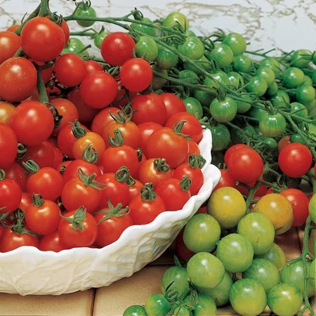 Picture of Natural Climbing Red Tomato Seeds - 25 Pcs SeedS