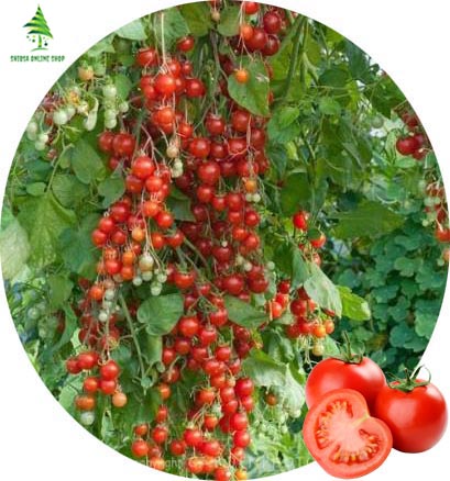 Picture of Natural Climbing Red Tomato Seeds - 25 Pcs SeedS