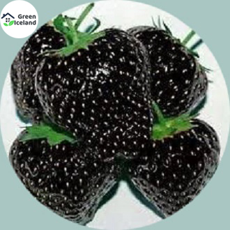 Picture of Giant 25 Pcs Black Strawberry Seeds - 25 Pcs SeedS
