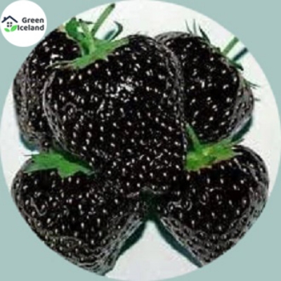 Picture of Giant 25 Pcs Black Strawberry Seeds - 25 Pcs SeedS
