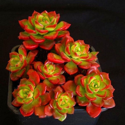 Picture of Sedeveria Letizia Cactus Seed - 20 Pcs SeedS (Global Seeds)