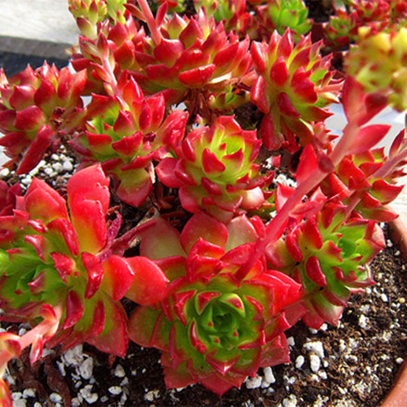 Picture of Sedeveria Letizia Cactus Seed - 20 Pcs SeedS (Global Seeds)