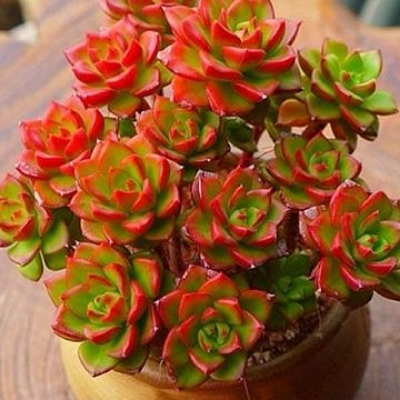 Picture of Sedeveria Letizia Cactus Seed - 20 Pcs SeedS (Global Seeds)