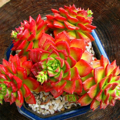 Picture of Sedeveria Letizia Cactus Seed - 20 Pcs SeedS (Global Seeds)