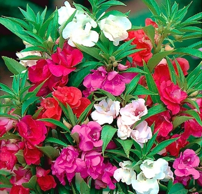 Picture of 15 Pcs Global Mix  Balsam Flower SeedS - 15 Pcs SeedS