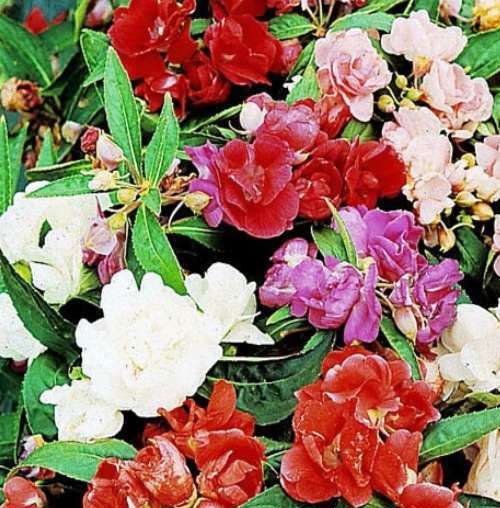 Picture of 15 Pcs Global Mix  Balsam Flower SeedS - 15 Pcs SeedS