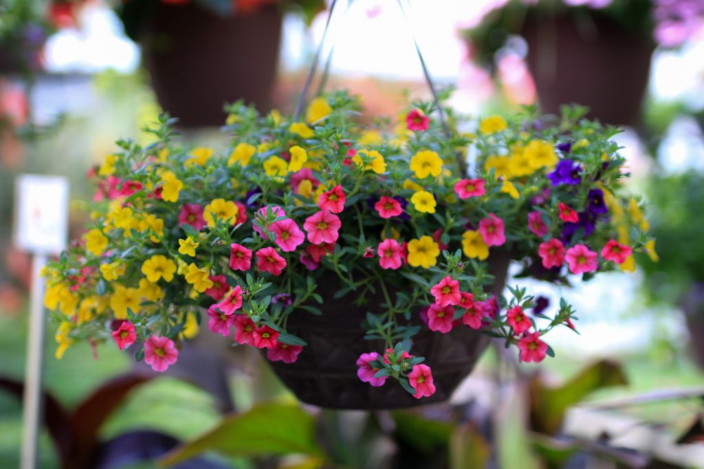 Picture of 25 Pcs Beautiful Petunia Flower SeedS All Season