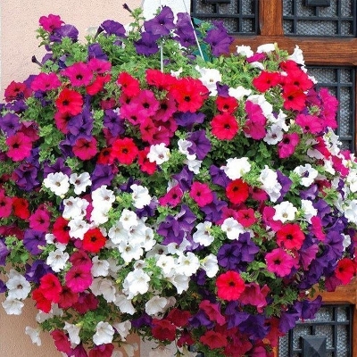 Picture of 25 Pcs Beautiful Petunia Flower SeedS All Season