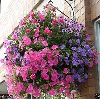 Picture of 25 Pcs Beautiful Petunia Flower SeedS All Season