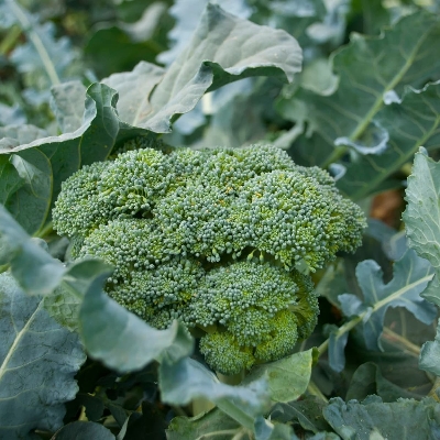 Picture of 20 Pcs All Season Broccoli SeedS 