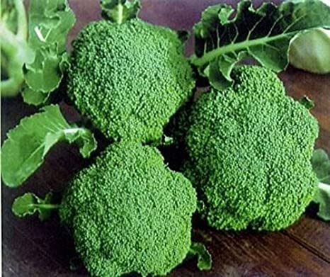 Picture of 20 Pcs All Season Broccoli SeedS 