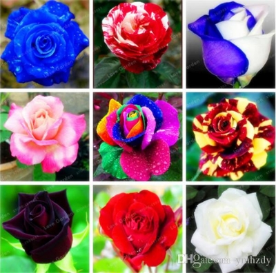Picture of 20 Pcs Global Mix Colour Roses Flower SeedS - 20 Pcs SeedS