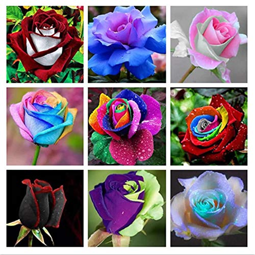 Picture of 20 Pcs Global Mix Colour Roses Flower SeedS - 20 Pcs SeedS