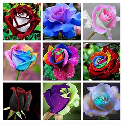 Picture of 20 Pcs Global Mix Colour Roses Flower SeedS - 20 Pcs SeedS