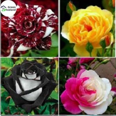 Picture of 20 Pcs Global Mix Colour Roses Flower SeedS - 20 Pcs SeedS
