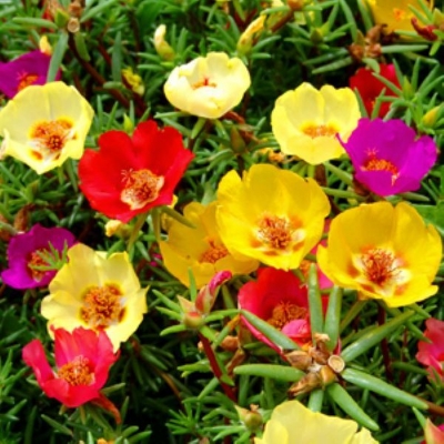 Picture of Natural Portulaca Flower Seeds - 25+ Pcs SeedS